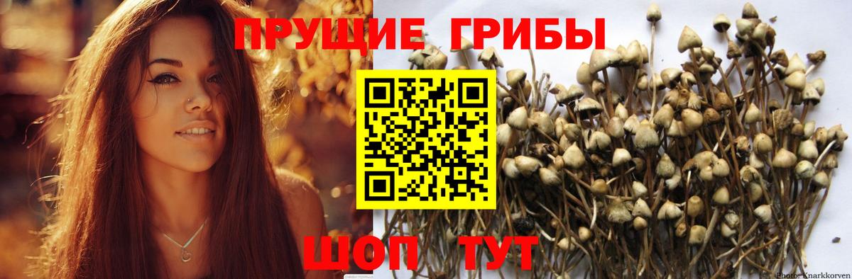 Сочи  Галлюциногенные грибы GOLDEN TEACHER  Вход с VPN  купить наркотики сайты  Галлюциногенные грибы мухоморы 